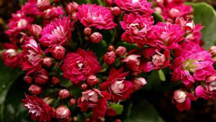 כיצד לטפל בפרח קלנצ'ו? כיצד מפיץ פרח הקאלאנו?