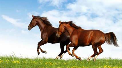 מה הפירוש של לראות סוס בתשחץ? המשמעות של רכיבה על סוס בחלום על פי דייאנט