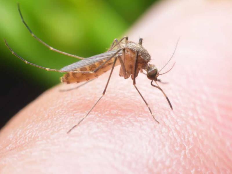 איך להכין דוחה יתושים טבעי בבית? מתכונים דוחים זבובים טבעיים