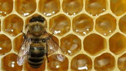 היכן משתמשים בארס הדבורים? מה היתרונות של ארס הדבורים? לאילו מחלות ארס הדבורים טוב?