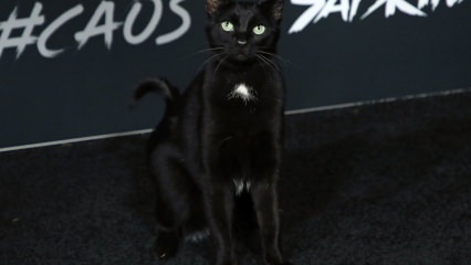 חתול שחור בבכורה בהוליווד ...