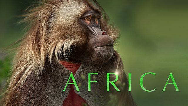 אפריקה / אפריקה (2013)