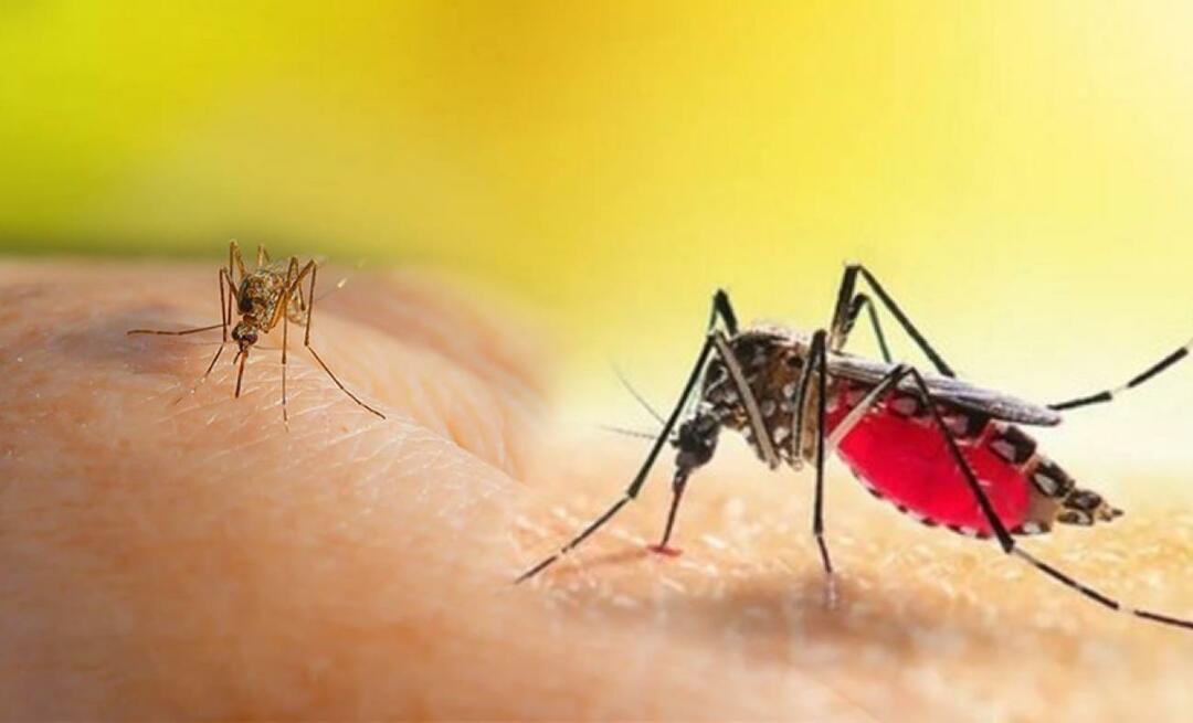 מהם התסמינים של עקיצת יתוש אדס? דרכים להימנע מעקיצת יתוש Aedes?