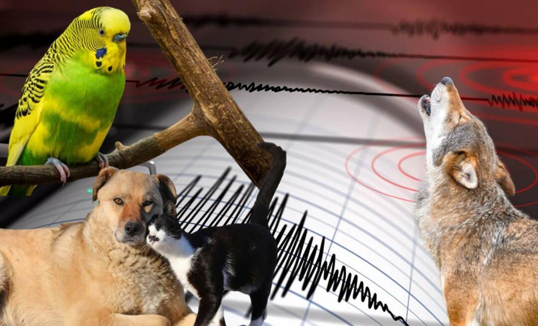האם בעלי חיים חשים מראש רעידות אדמה? רעידת אדמה והתנהגות חריגה של בעלי חיים...