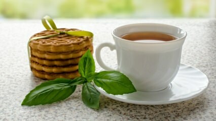 מה היתרונות של בזיליקום? איך מכינים תה בזיליקום?