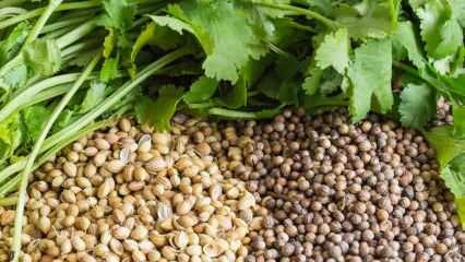 מה היתרונות של זרעי הכוסברה? כיצד להשתמש בכוסברה? מה עושה שמן כוסברה?