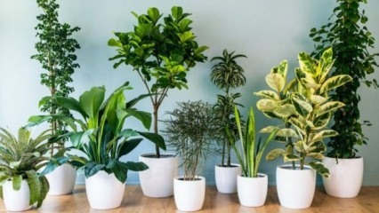 8 צמחים שקל לתחזק אותם