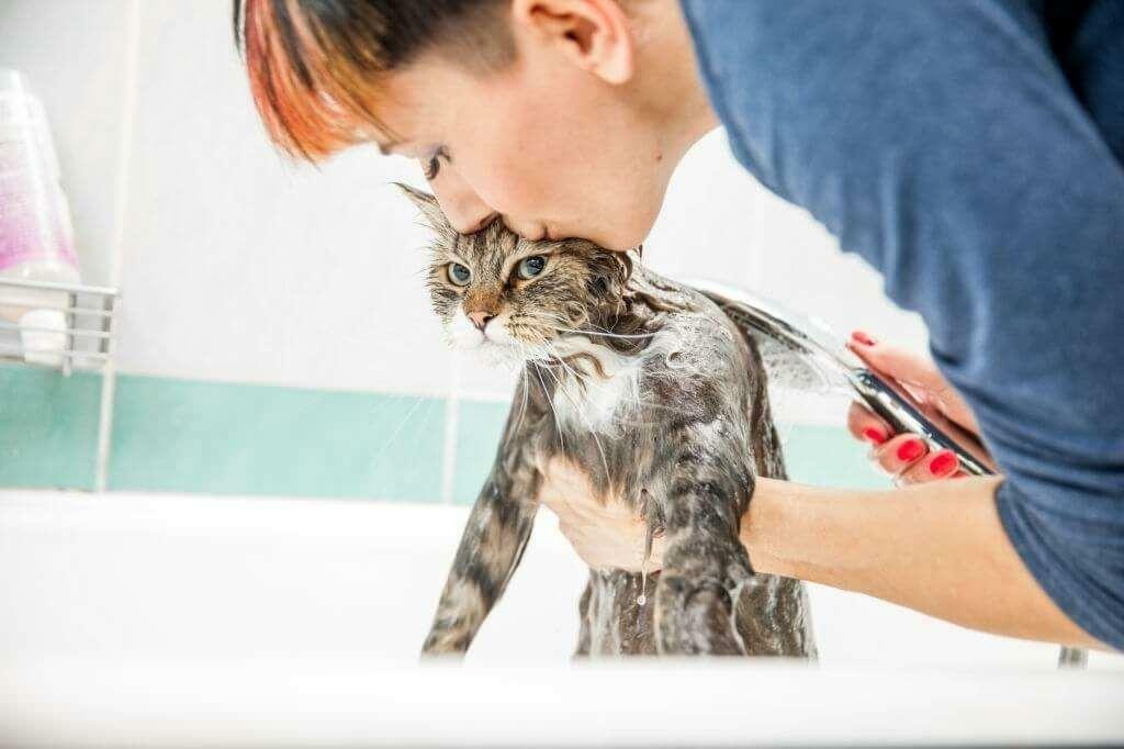 שיטות שטיפת חתולים