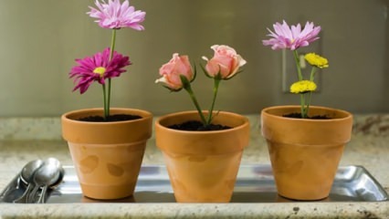 פרחים שיש לטפל בהם בבית בעונת האביב
