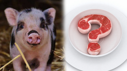 האם חזיר אסור, מדוע אסור חזיר? תשומת לב למותגי חזיר!
