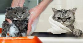 האם חתולים שוטפים? איך לשטוף חתולים? האם זה מזיק לרחוץ חתולים?