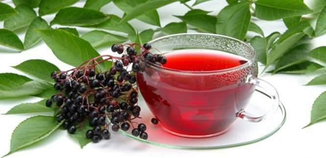 תה הסמבוק מספק יתרונות מדהימים למערכת החיסון