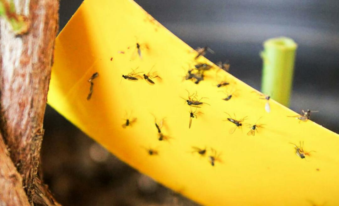 הפתרון הסופי לחרקים בבית! איך למנוע זבובים קטנים לעוף בבית?