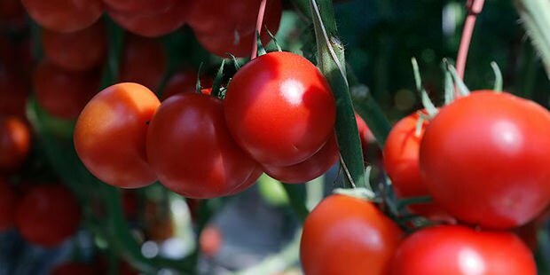 האם עגבנייה מועילה לעור?