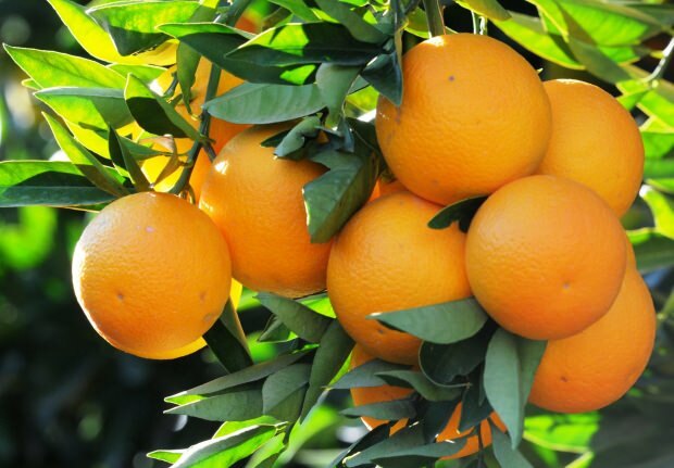 היתרונות של תפוז