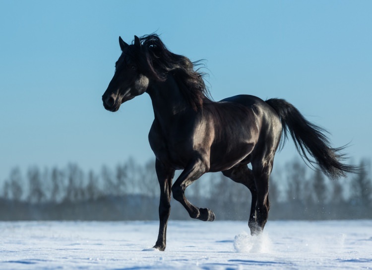 איך לומר סוס בחלום? מה המשמעות של לראות סוס בחלום?