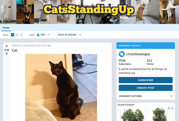 כיצד לשווק את העסק שלך ב- Reddit, למשל פוסט מ- subreddit r / CatsStandingUp