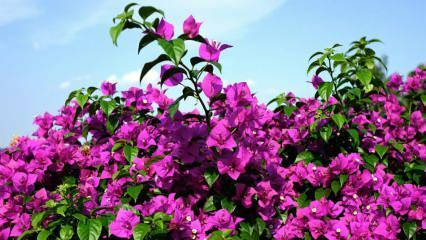 כיצד לטפל ולהשקות פרח בוגנוויליה? מהם המאפיינים של פרח הבוגנוויליה
