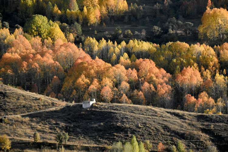 צבעי הסתיו מציעים סעודה חזותית בגומשנה ובייבורט