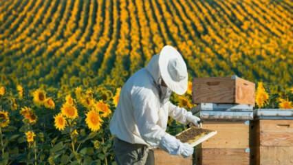 נוער מובטל עובד כמו דבורים באורדו