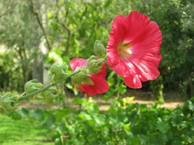 מהם היתרונות של פרח מרשמלו (היביסקוס)? לאילו מחלות פרחי מרשמלו (היביסקוס) טובים?