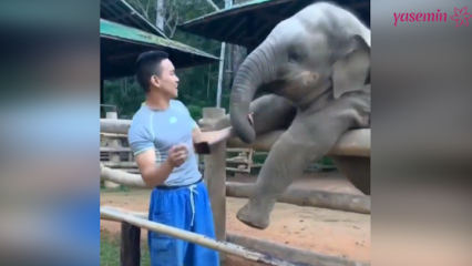 הרגעים ההם בין הפיל לשומרו!