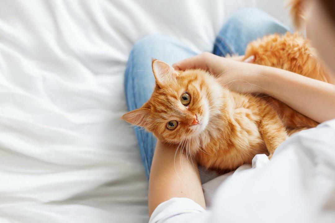 איך יודעים אם חתולים מאושרים? האם החתול שלי אוהב אותי? המשמעות של תנועות החתולים