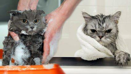 האם חתולים שוטפים? איך לשטוף חתולים? האם זה מזיק לרחוץ חתולים?