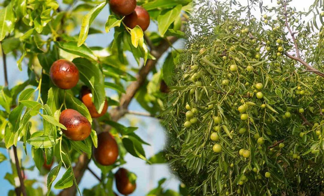 איך להנביט זרעי שיזף? איך לגדל צמח שיזף בעציץ? טיפול בשיזף