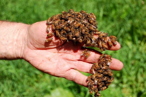 היכן משתמשים בארס הדבורים? היתרונות של ארס הדבורים! מחלות בהן ארס הדבורים טוב ...