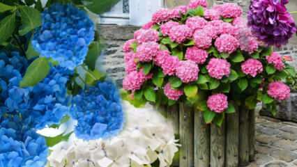 איך לטפל בפרח הידראנגאה בבית? שיטות התפשטות פרחי הידראנגאה 