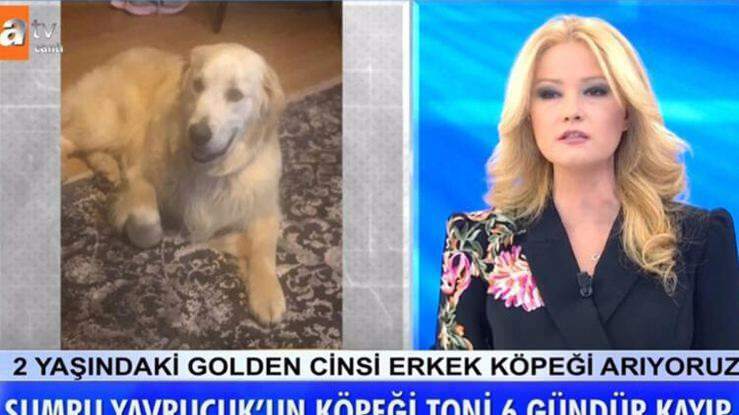 הפרזנטור Müge Anlı הודיע: הכלב של השחקנית סומרו יברוצוק נמצא ...