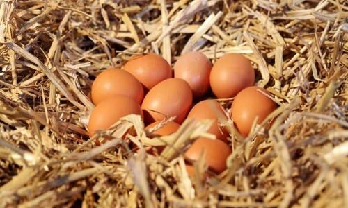 איך להבין ביצים אורגניות?