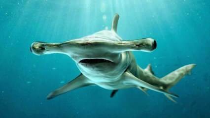  תמונות מפחידות! כריש האמרהד מול חופי פלורידה.