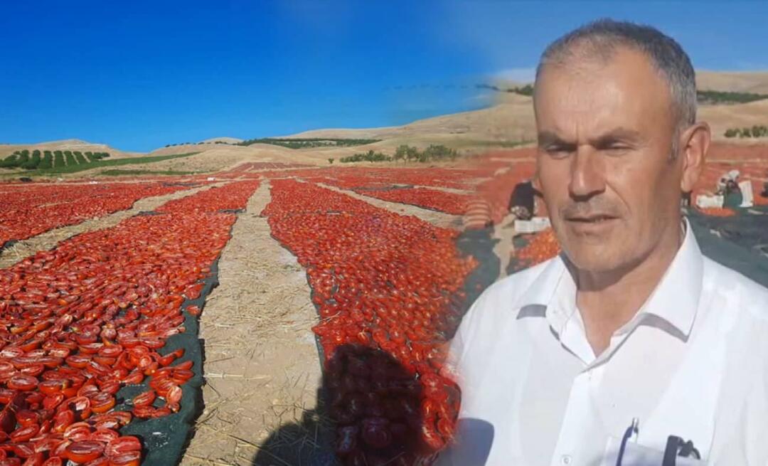 קציר עגבניות לייבוש החל במלטיה!