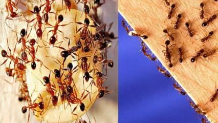 איך להרוס נמלים בבית? מה לעשות כדי להיפטר מהנמלים, השיטה היעילה ביותר