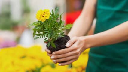 הסיבות לגידול צמחים בבית? האם זה מזיק לגדל פרחים בבית?