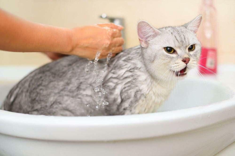 איך לשטוף חתול