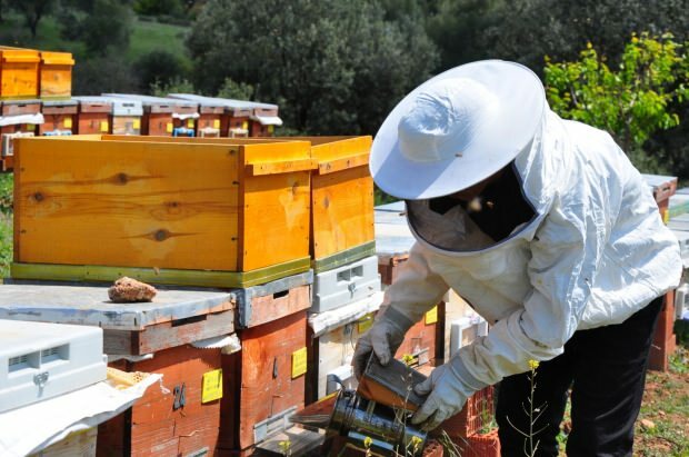 היתרונות של ארס הדבורים