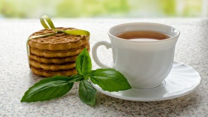 מה היתרונות של בזיליקום? היכן משתמשים בבזיליקום? איך מכינים תה בזיליקום?