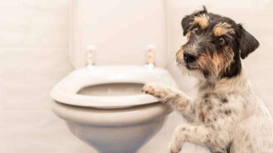איך להכין הרגלים לשירותים של כלבים