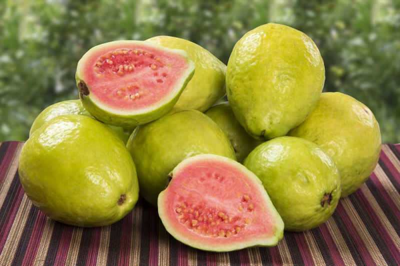 מהו פרי גויאבה? איך אוכלים פרי גויאבה ומה היתרונות שלהם?