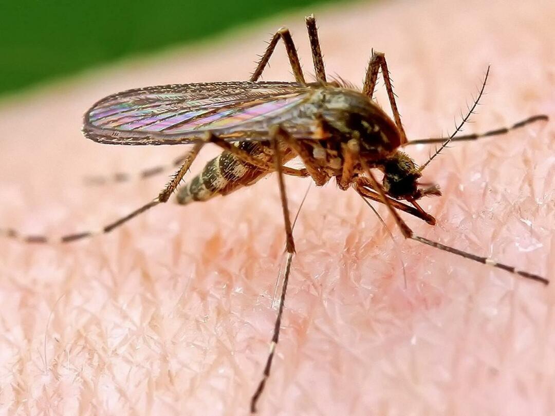 מדוע יתושים נושכים אנשים מסוימים יותר?