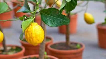 איך לגדל לימונים בעציצים בבית? טיפים לגידול ולתחזוקה של לימונים