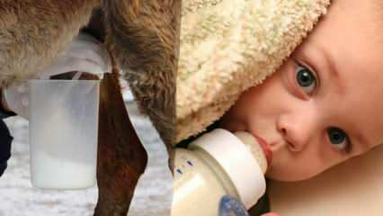 מהו החלב הקרוב ביותר לחלב אם? מה ניתן לתינוק במחסור בחלב אם?