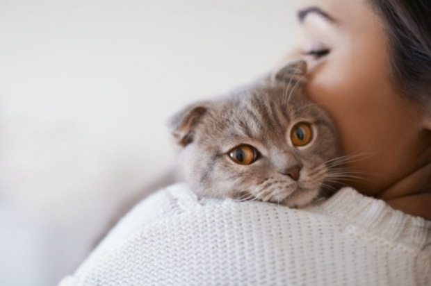 כיצד למנוע מתח של חתולים? 