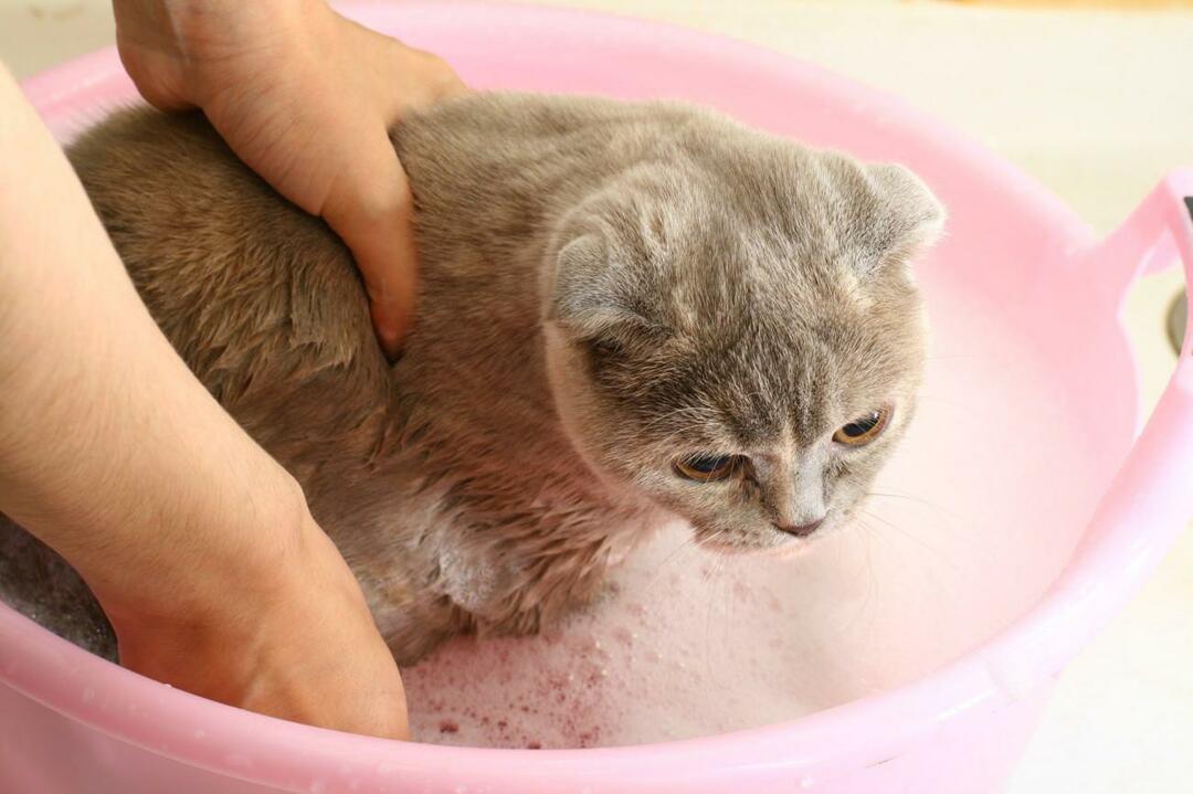 איך לשטוף חתולים