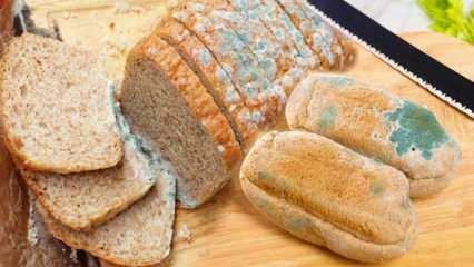 כיצד למנוע עובש לחם ברמדאן? דרכים למנוע מלחם להיות מעופש ועובש