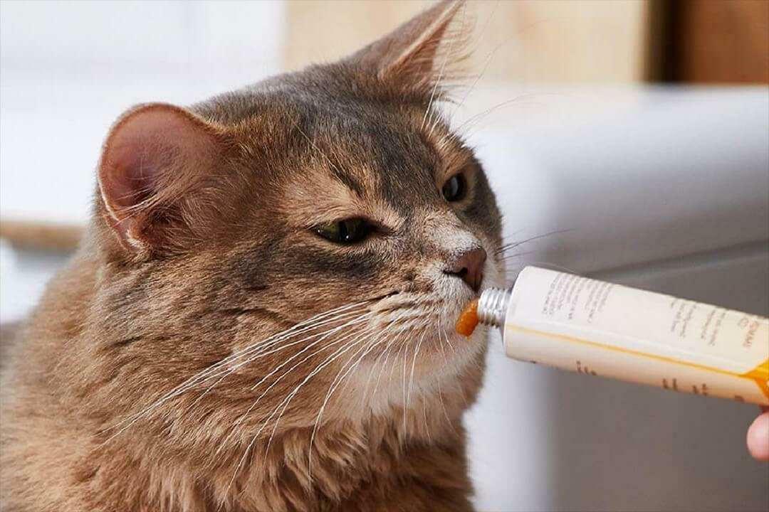 דרכים להאכיל משחת חתולים