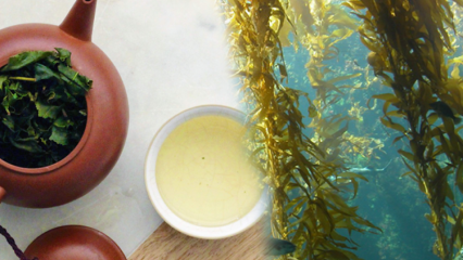 מה היתרונות של טחב? איך מכינים תה אצות ולמה הוא מתאים?